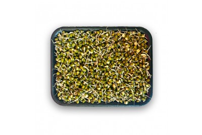 Sprout Moong (AE) -Pack of 200g