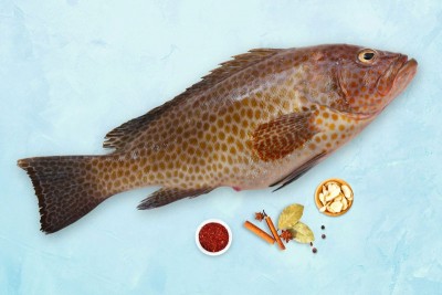 Grouper / Reef Cod / Kalava / ಕೊಲಜಿ (Large)