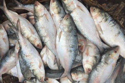 Hilsa / Ilish - (Whole Fish Size 1.7kg-1.8kg) (Cleaned, Bengali Round cut) 1pc