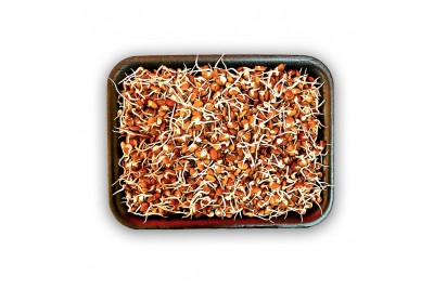 Horse Gram Sprout (AE) -Pack of 200g