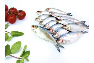 Gold Striped Sardine / Fringescale sardinella / Carrie Chala Mathi