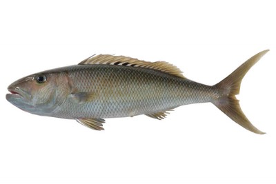 Green Jobfish / Large Snapper - Whole
