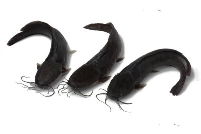 Marine Black Catfish / Kadal Kaari - Whole / Uncleaned
