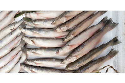 **Rare**  খোরসুলা / Khorsula Bata /  Corsula mullet - Whole Cleaned, Gutted