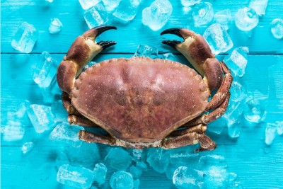 King Crab (1 Unit)