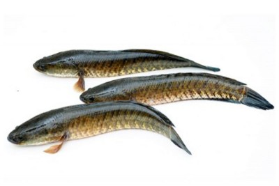 Live Snake Head Fish / Varaal / Bral / Kannan / Murrel