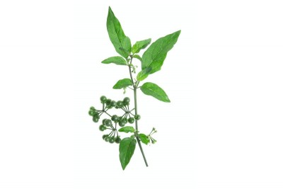 Leafy Manathakkali