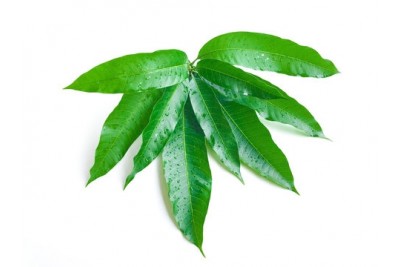 Festival Mango Leaves- 30g