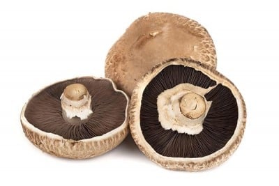 Mushroom Portabella - Pack of 2 