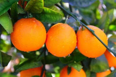 Orange - Australian