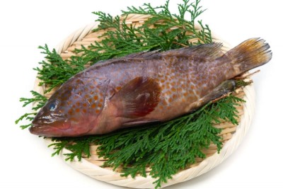 Kerala Grouper / Reef Cod / Kalava (Small) / ಕೊಲಜಿ - whole
