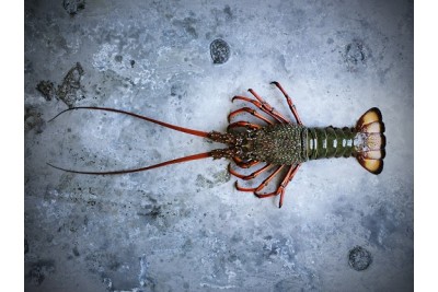 ***Exotic, Hard-To-Find *** Wild Rock Lobster - 1 Piece (Size 1.7-1.8Kg)