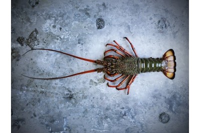 ***Exotic, Hard-To-Find *** Wild Rock Lobster - 1 Piece (Size 1.8-1.9Kg)