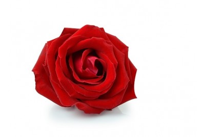 Rose Flowers (Small)-Red  (Pack of 200g)