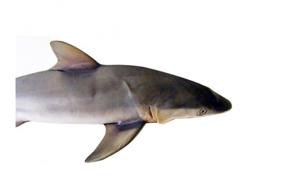 shark small buy online freshtohome com shark small buy online