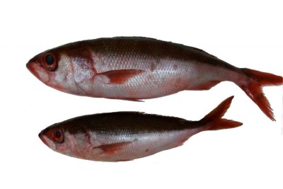 Silk Fish
