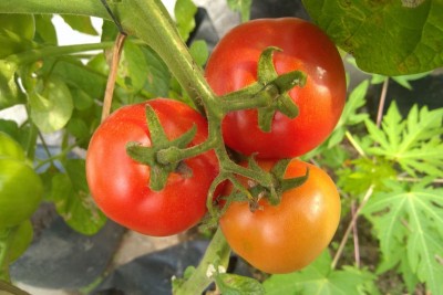 Tomato (MO)