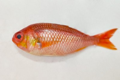 Tropical Red Snapper