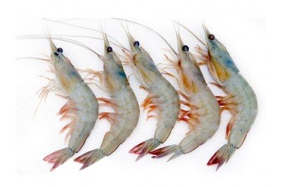 Fresh Prawn (Small) - Whole (Not Cleaned, Not Peeled)