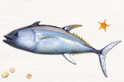 Yellow Fin Tuna Kera Buy Online Freshtohome Com Info email web phone m52 midc taloja mumbai maharashtra (zip/postal:410208) fish meal bone meal transportation product agents agency services animal feed. yellow fin tuna kera buy online