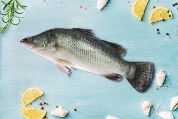 Bhetki / ভেটকী / Barramundi / Asian Seabass / Kalanji