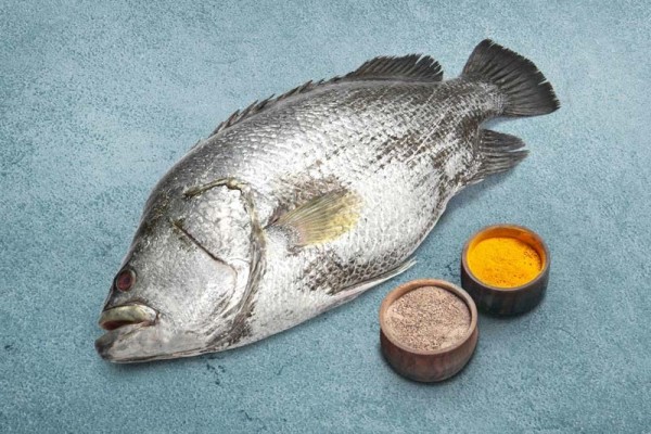 Black snapper fish clearance