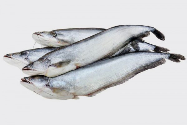 Boal Fish / Attu Vaala / Malli / Wallago / Barwari / Mully / Baloo / Valai / Tapah