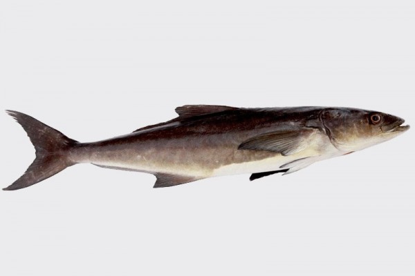 Cobia / Motha/ Black King Fish (Similar to Seer Fish, Some Say That It Tastes Better)