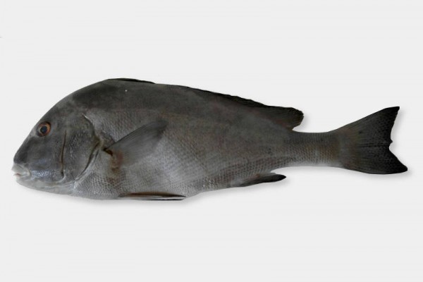 Gray Emperor / Peachee