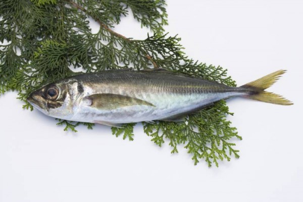 Horse Mackerel / Ayala Para / Vankada (Small)