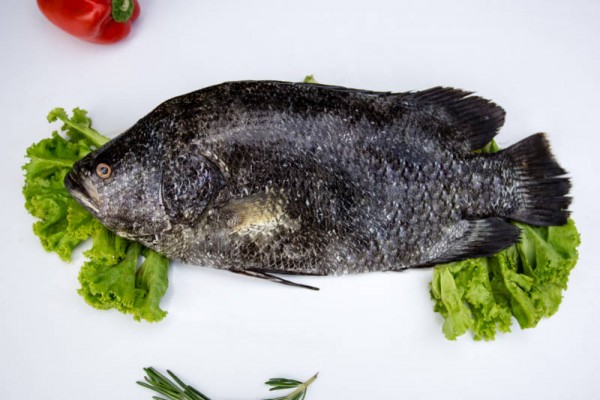 Black Snapper / Karipetti