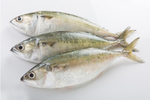 Mackerel / Ayala / Bangda / Aylai (5 to 9 Count/kg)