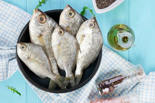 Long Rayed Silver Biddy / Pranjil