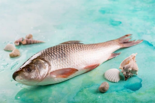 Rohu / Rui (650g to 900g)