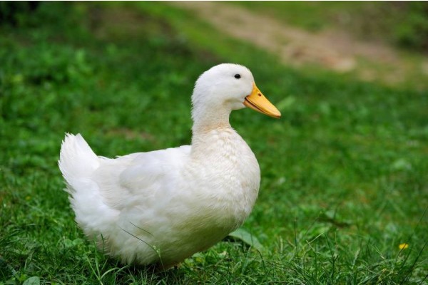 Vigova Duck (Vietnam Variety White Pecking Duck, With Skin)