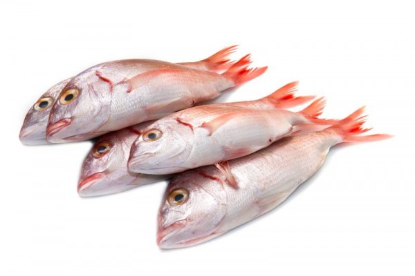 White Snapper / Vela Meen (Small)