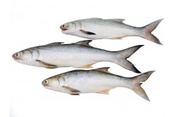 Indian Salmon Vazhmeen Raavas Gurjali Large Fillets Buy Online Freshtohome Com Learn more about four different types of salmon in michigan. indian salmon