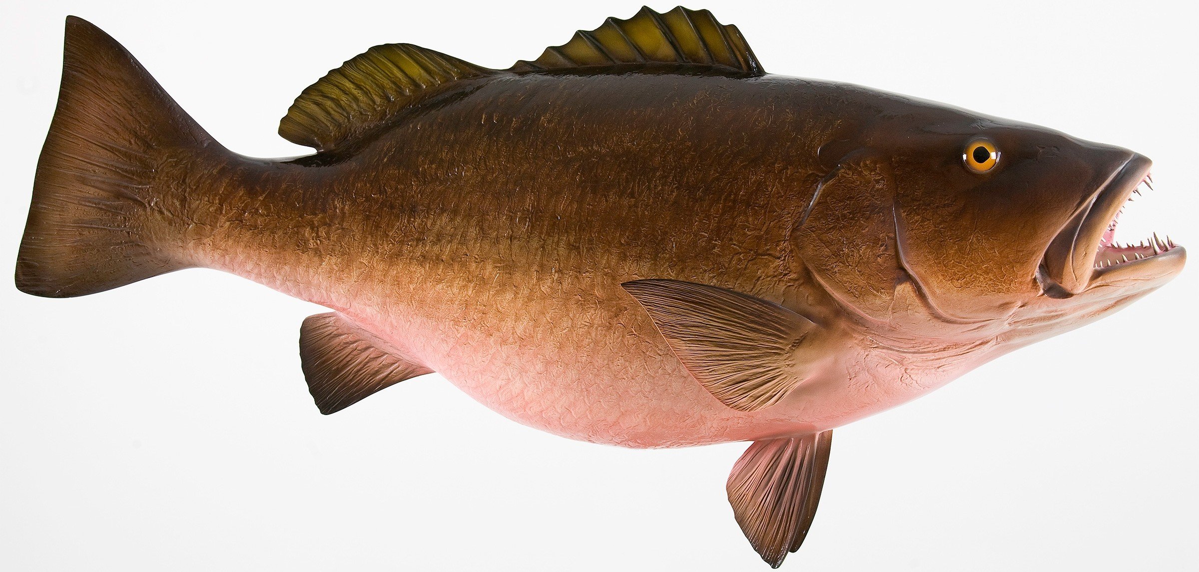 cubera-snapper-buy-online-freshtohome