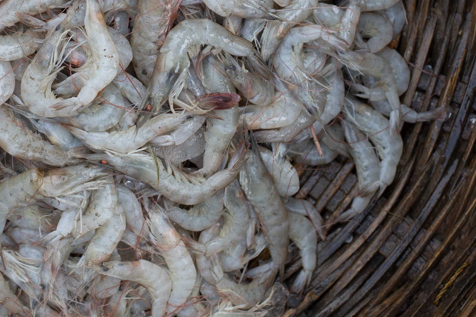 Desi Tiny White Prawns / Small Prawn/ Lau Chingri (Shell can be eaten
