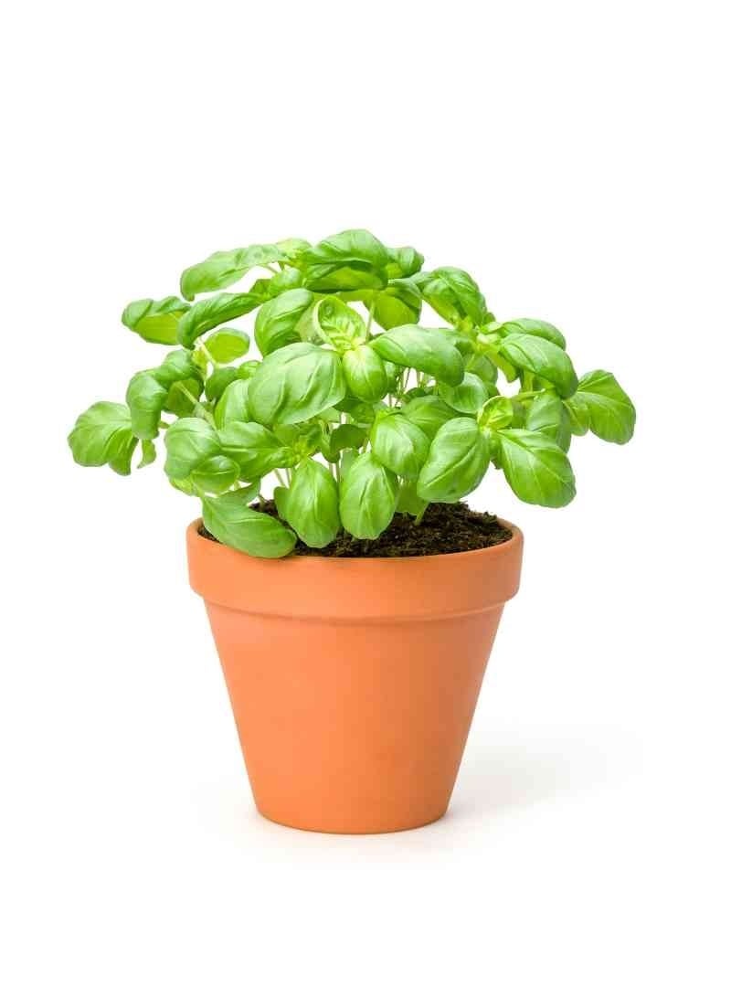 Basil Pot (AE) - Pack of 150g : Buy online | freshtohome.com