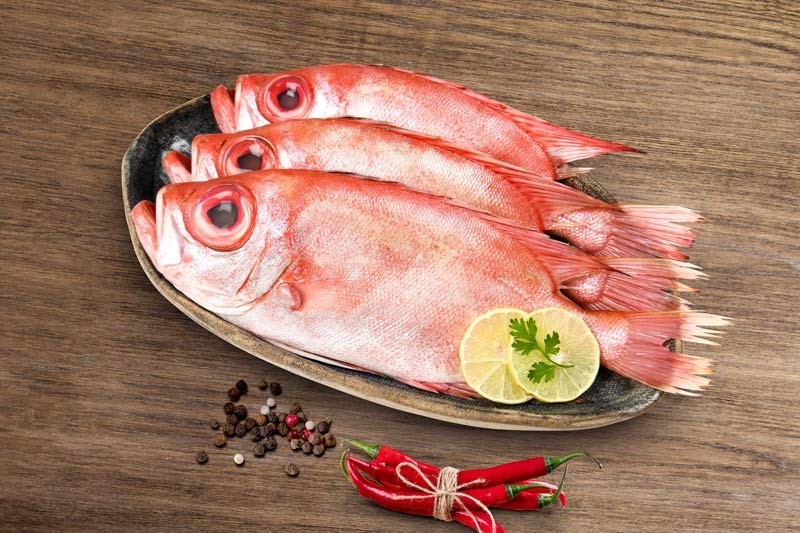 Big eyed Snapper Buy online