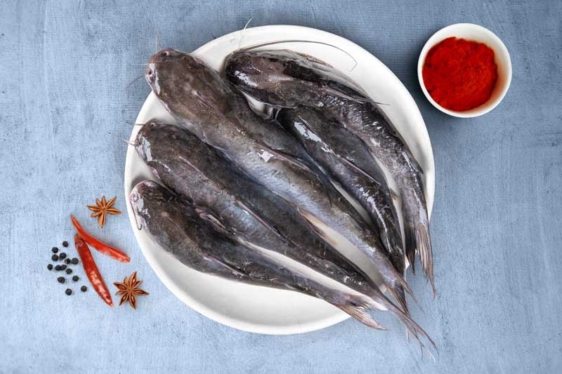 Grey Catfish / Kaayal Koori / Grey Magur Buy online