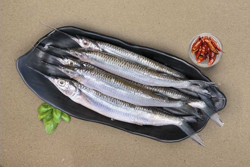 Goraa Fish Garfish / Kola (Extra Small) - Whole : Buy online | freshtohome.com