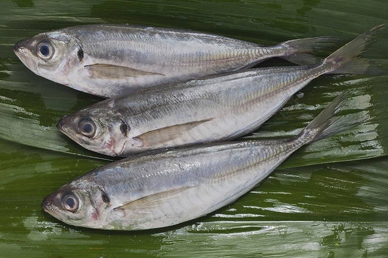 Horse Mackerel / Ayala Para / Vankada Buy online