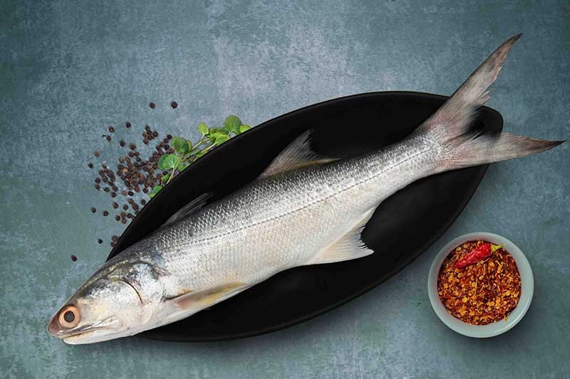 Indian Salmon / Andag / Vazhmeen (Large) Whole Buy online