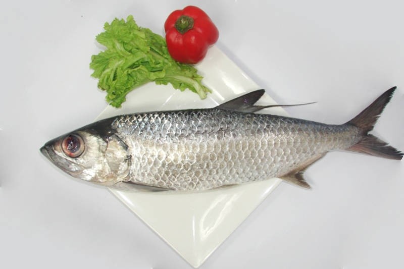 Silver Mullet / Maalan / Kadal Kanni Buy online