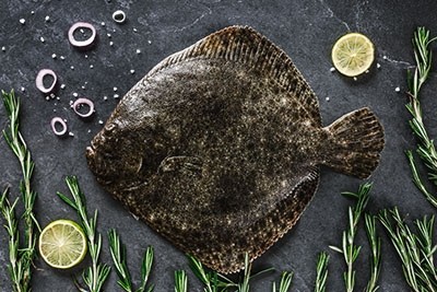 Turbot Fish : Buy online | freshtohome.com