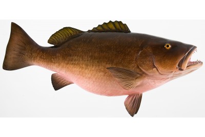 Cubera Snapper  - Steaks (280 to 300g Pack)