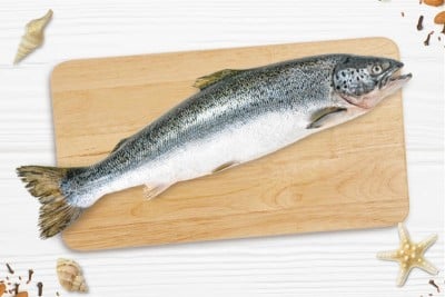 Farmed Fresh Atlantic Salmon / السالمون