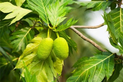 Bread Fruit Kada Chakka Buy Online Freshtohome Com A look back at the history of mullan mills and mullan village. bread fruit kada chakka buy online